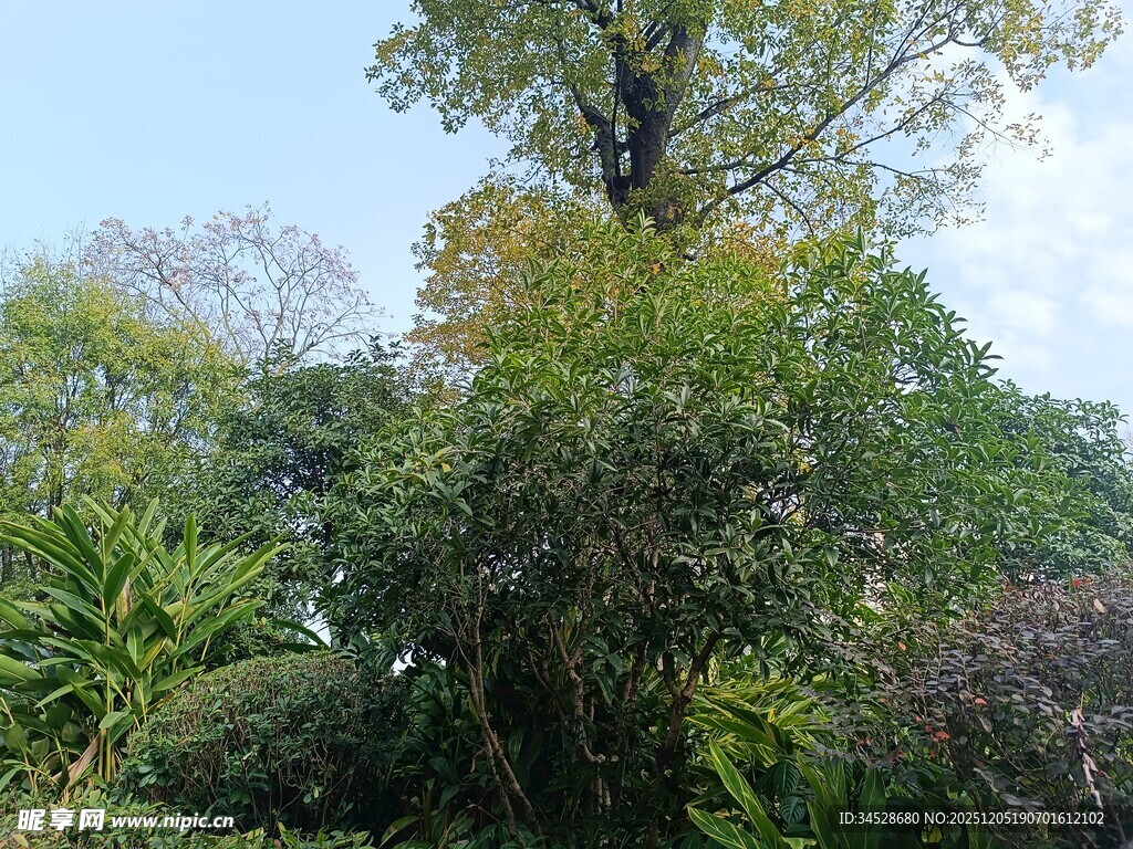 繁茂绿植景观