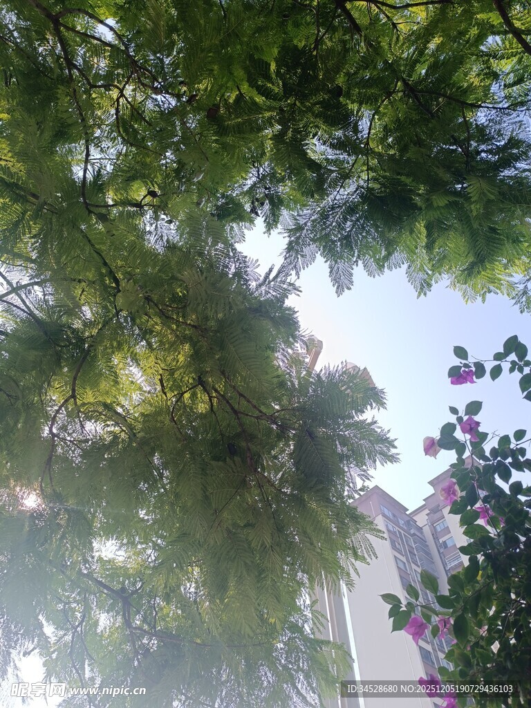 仰视繁茂绿树与蓝天