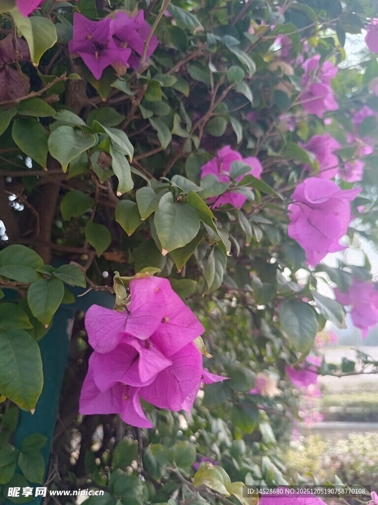 绽放的艳丽三角梅