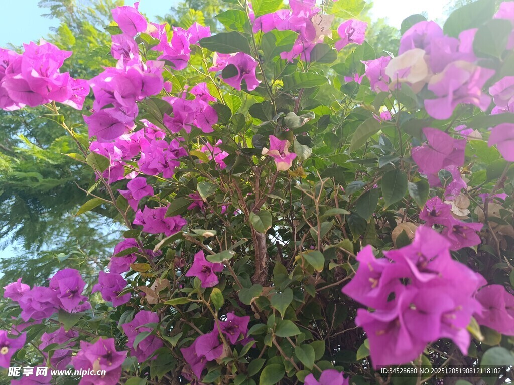 盛开的紫粉色三角梅