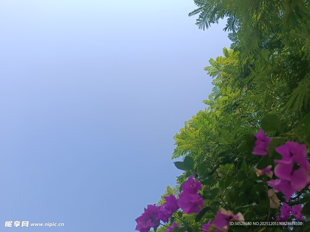 蓝天繁花绿树相映成趣