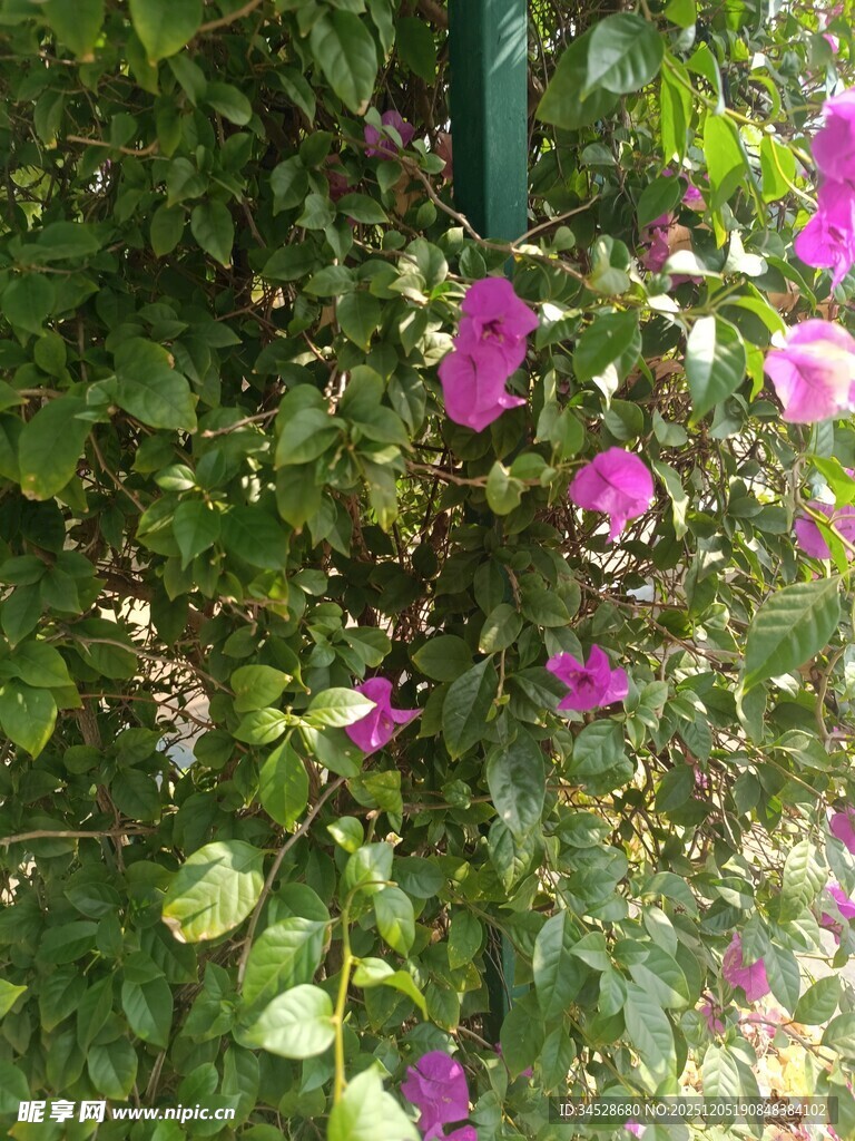 绿叶间绽放的娇艳紫花