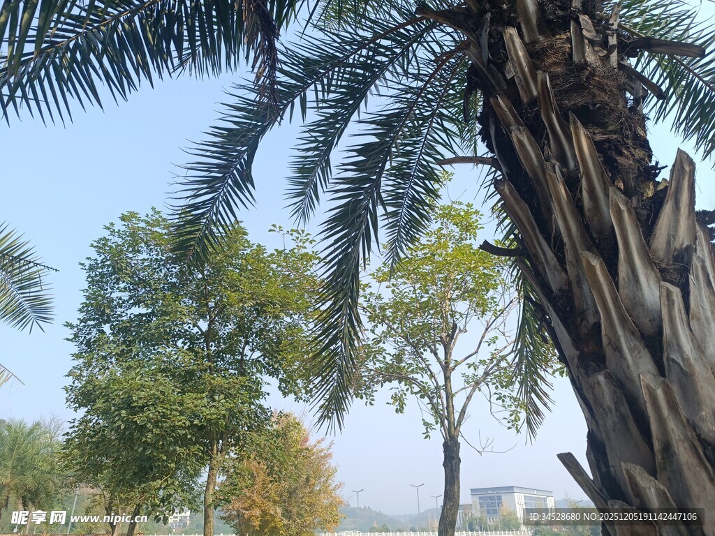 棕榈树旁的绿树蓝天
