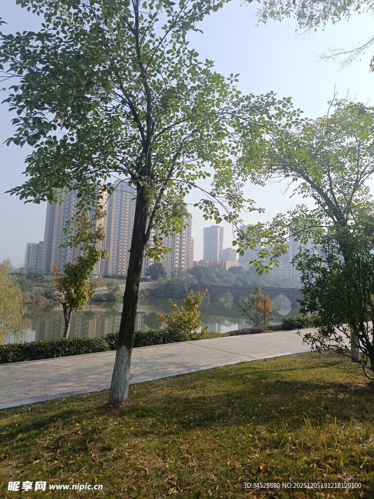 城市公园绿树与远景风光