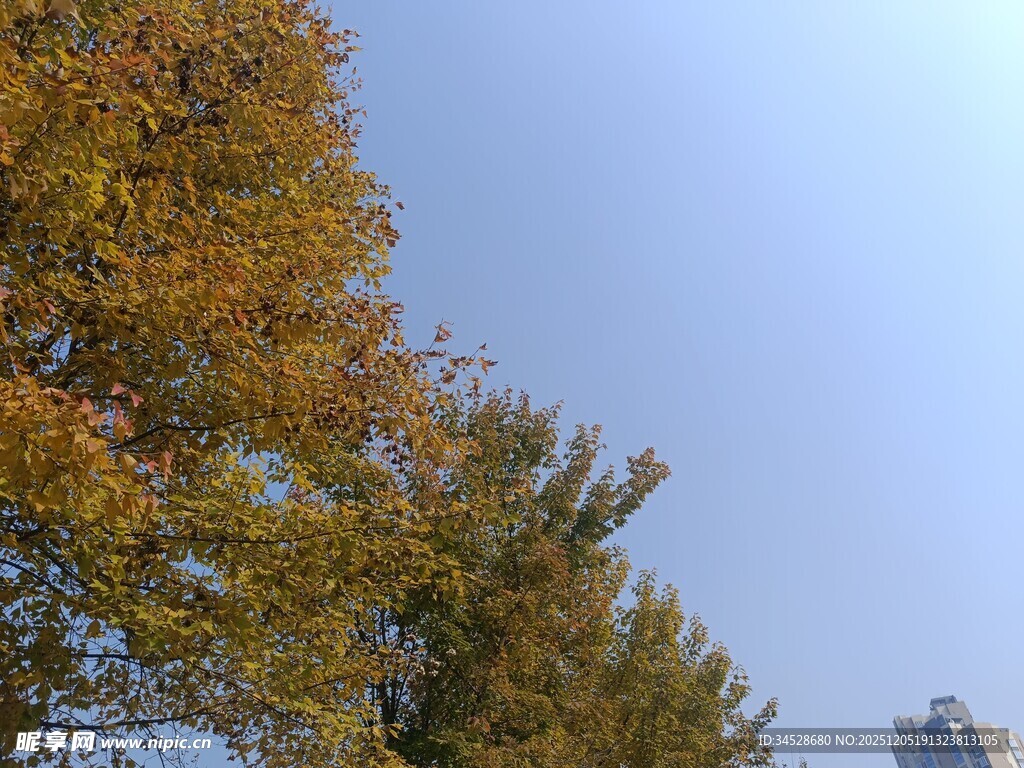 秋日银杏与蓝天景致