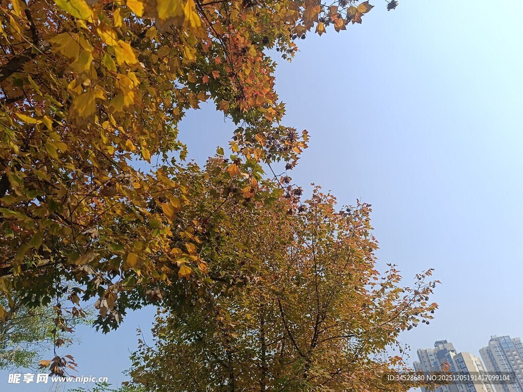 秋日金黄树叶与城市天际