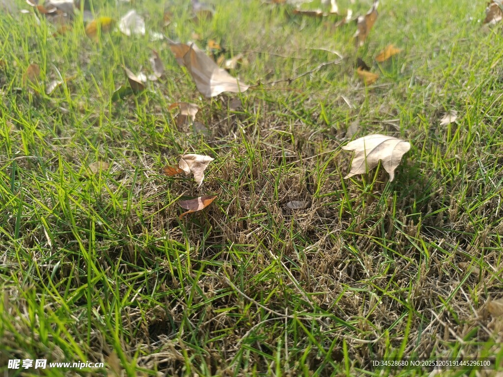 草地上的白色蘑菇