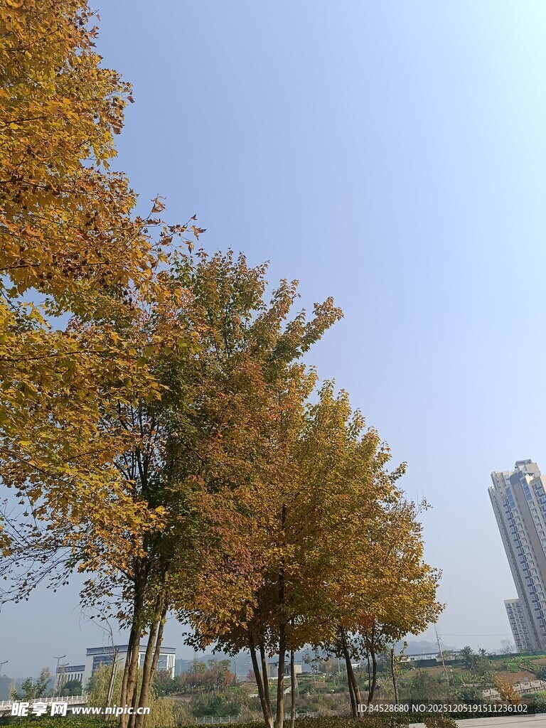 秋日金黄树木与远处高楼