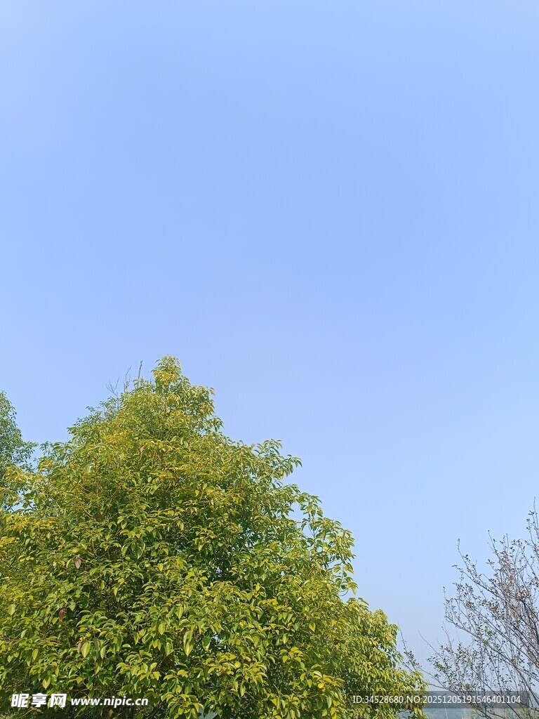 蓝天绿树风景图