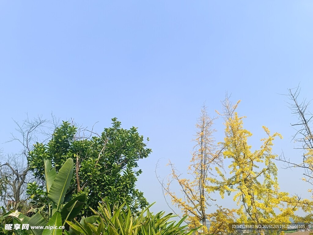 秋日多彩树木与蓝天