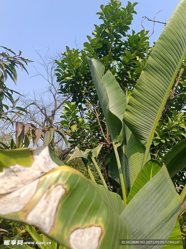 绿叶间的白色植物叶片