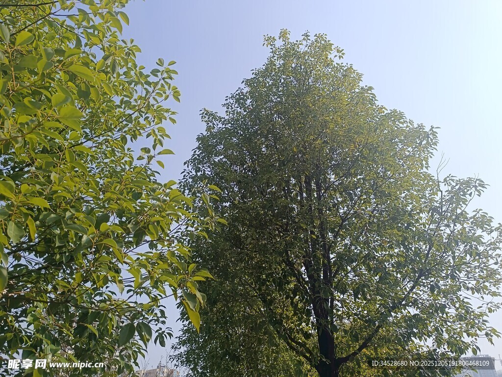 挺拔树木沐浴明媚阳光