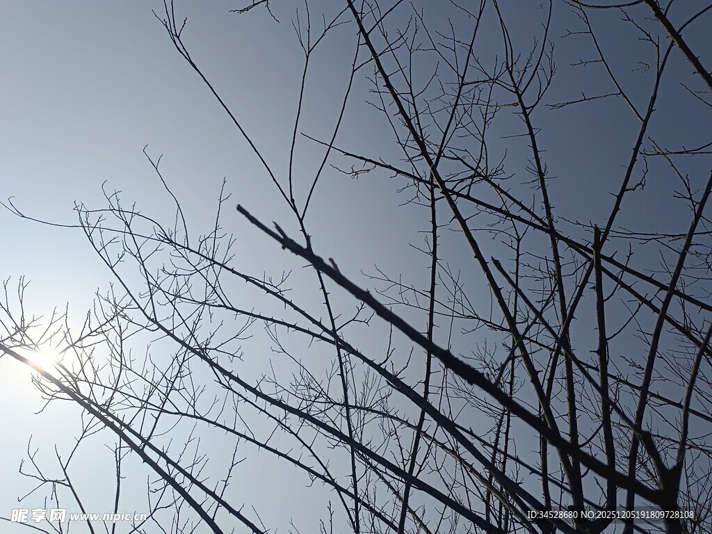 冬日枯树枝与明亮天空