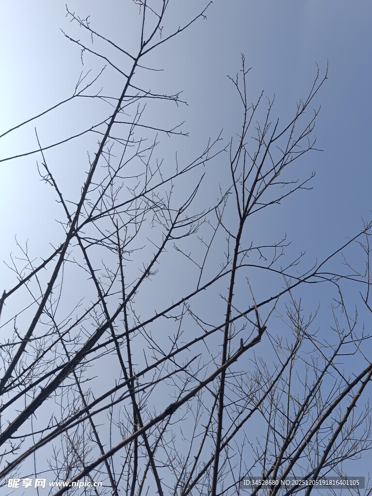 冬日枯树枝与蓝天景象