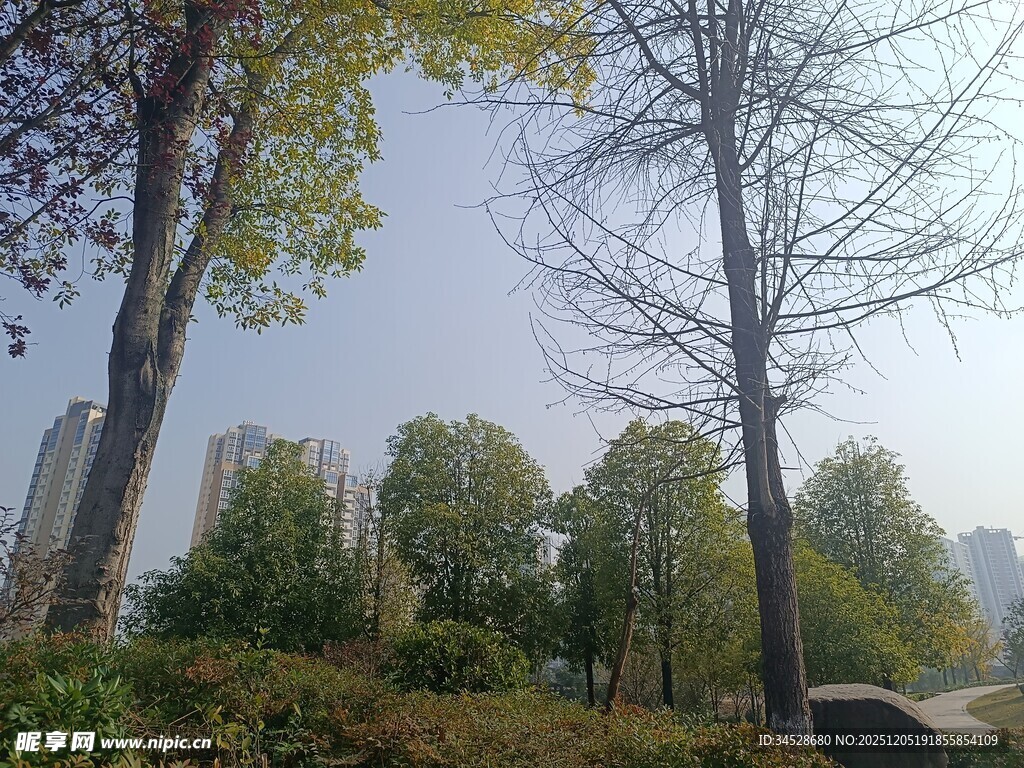 城市公园秋日树木景观