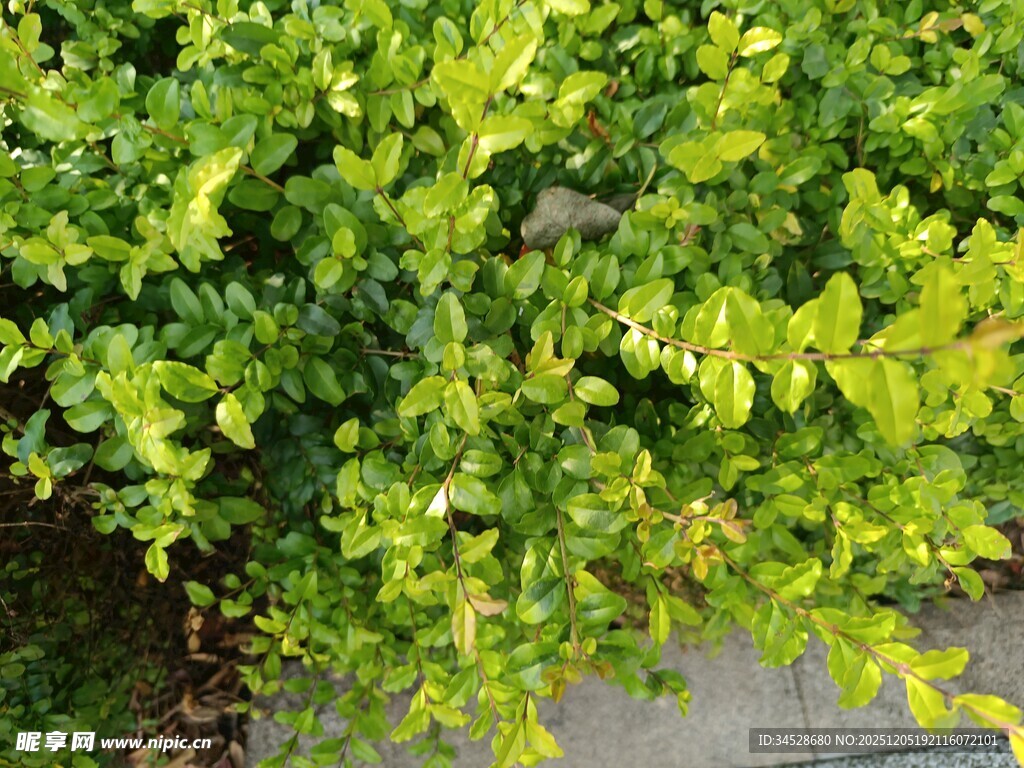 翠绿繁茂的灌木丛