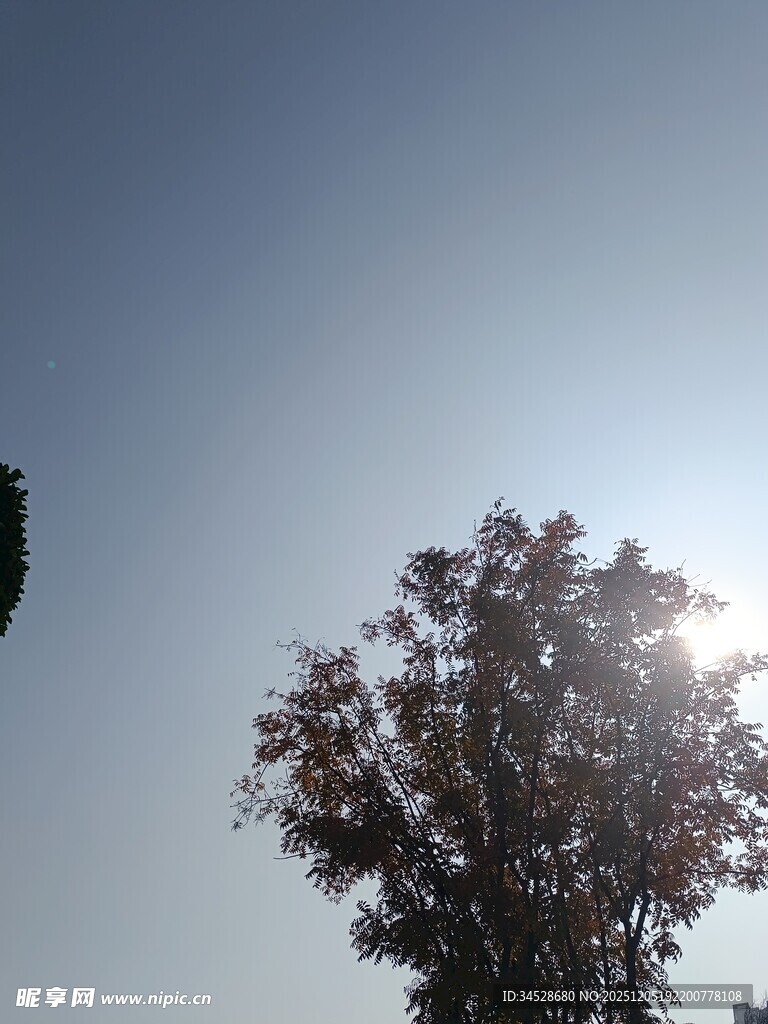 阳光下的树木剪影