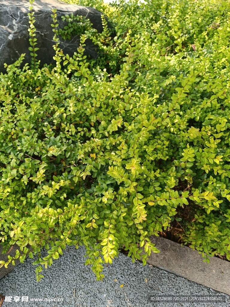 翠绿繁茂的灌木丛