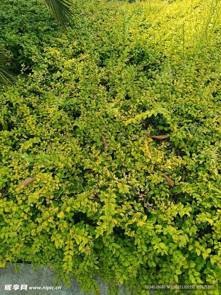 翠绿繁茂的灌木丛