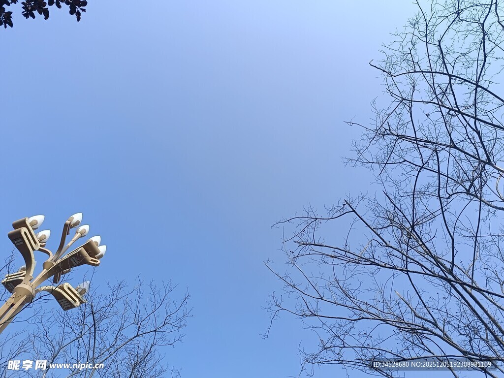 路灯与光秃树枝的景致