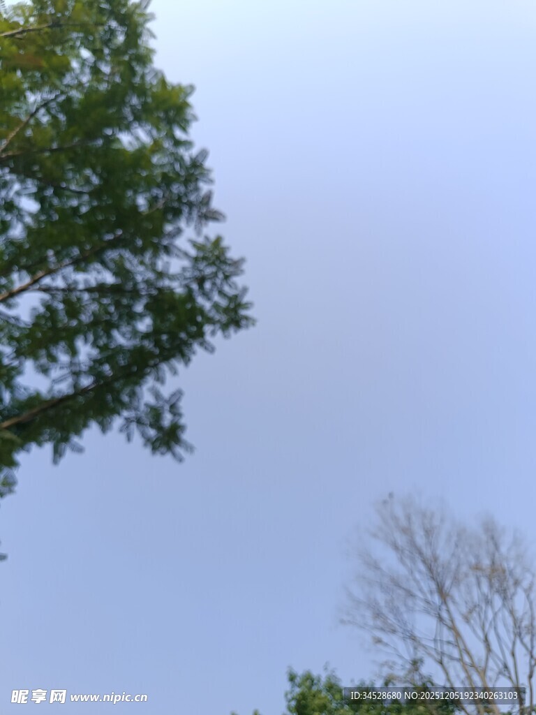 树梢上的天空景色