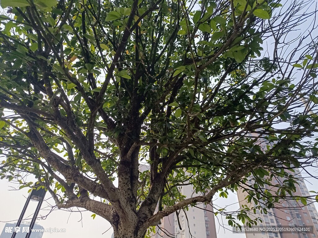 城市中茂盛的大树