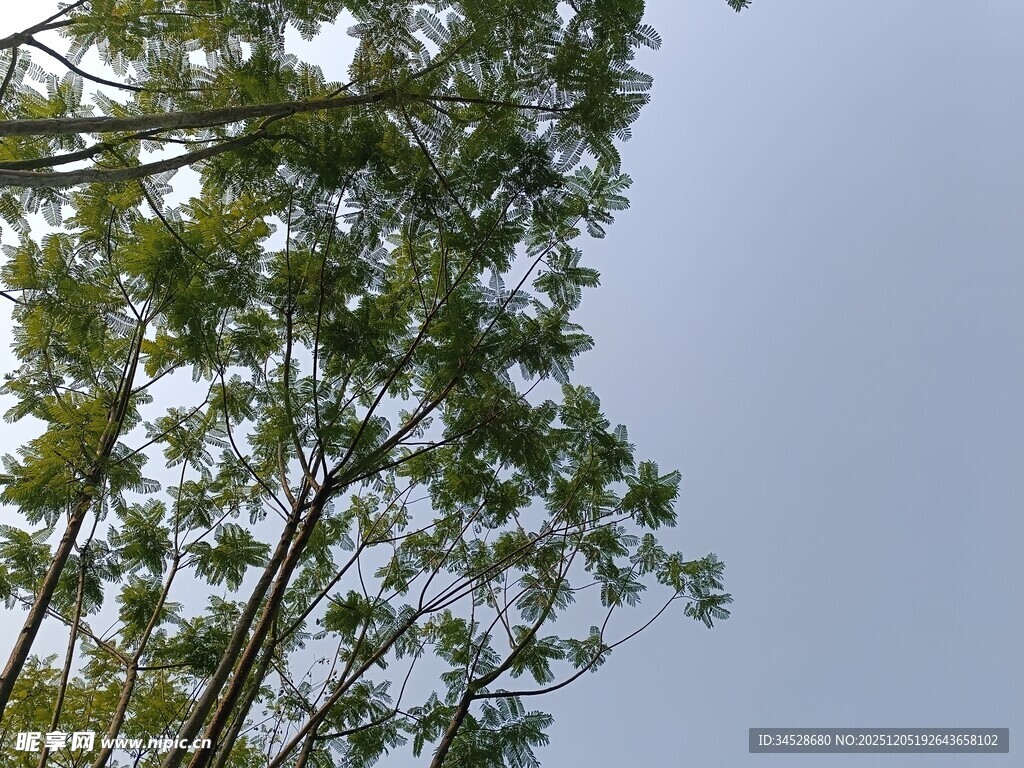 仰视葱郁树木与蓝天