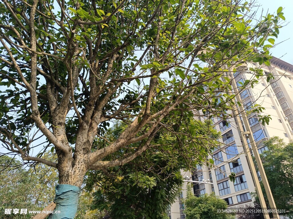 繁茂大树旁的建筑物