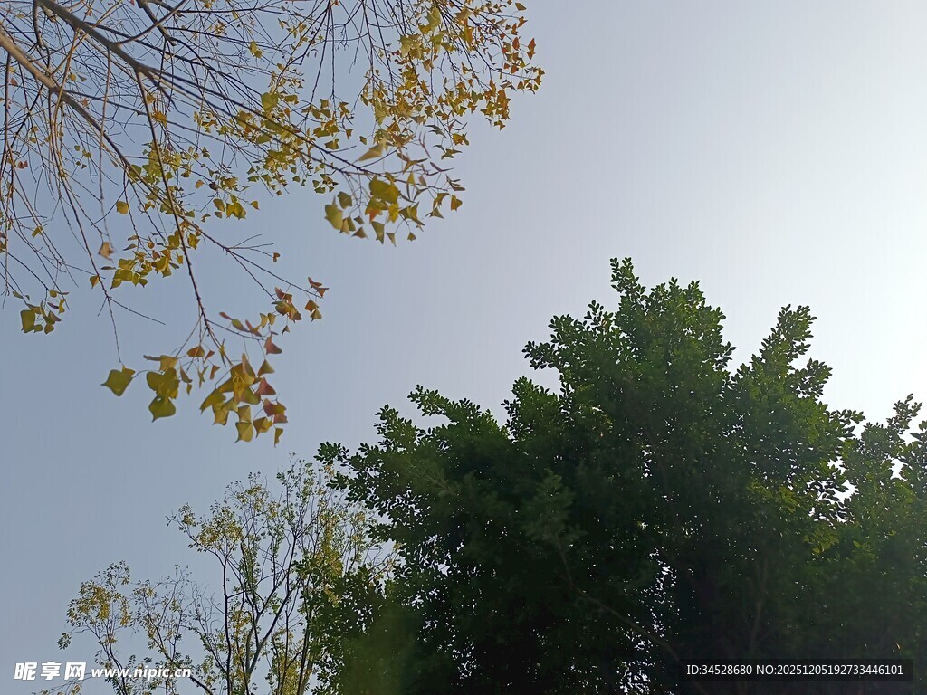 树梢间的晴朗天空