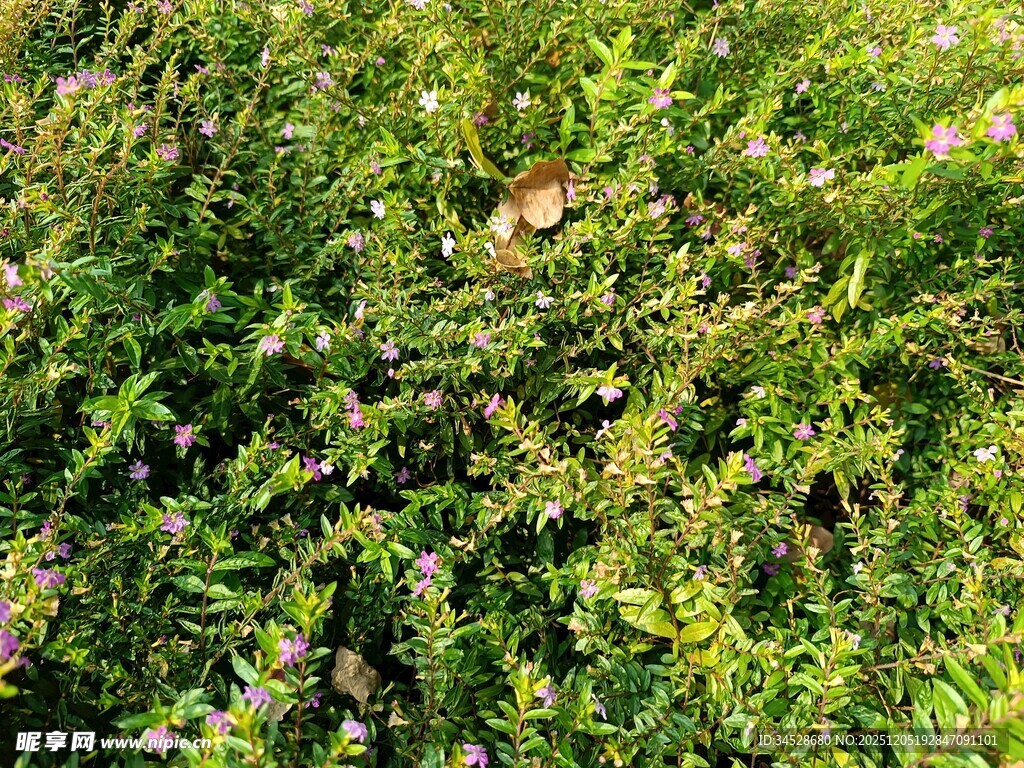 翠绿繁茂的植物景观
