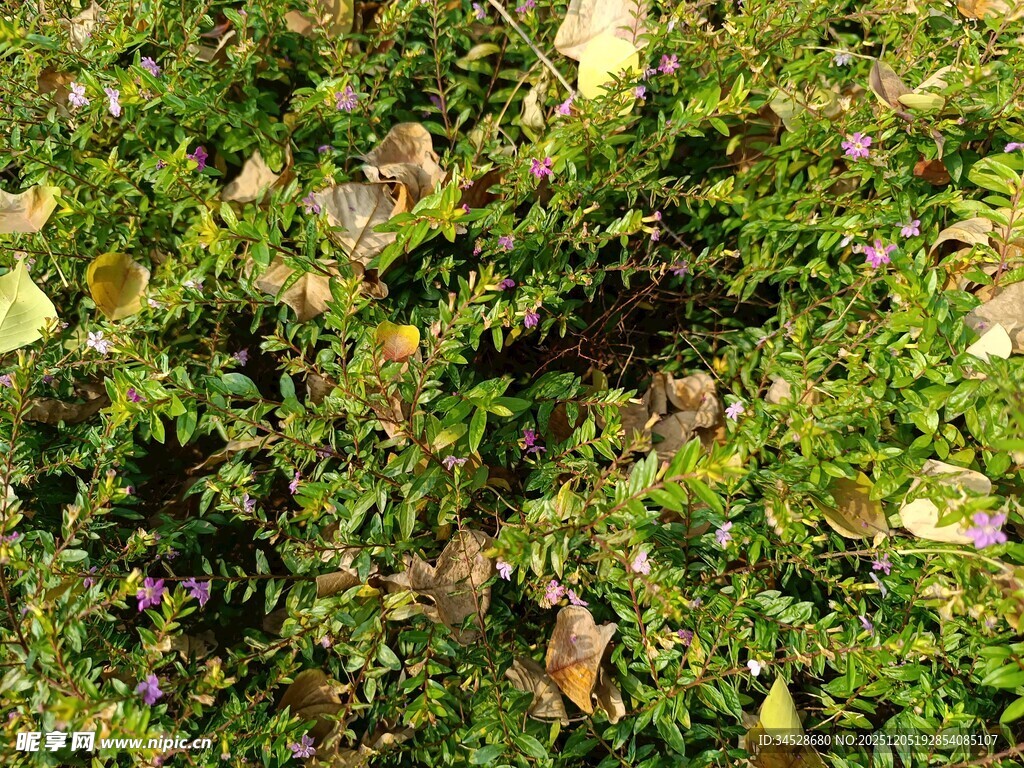 绿叶丛中的多彩叶片