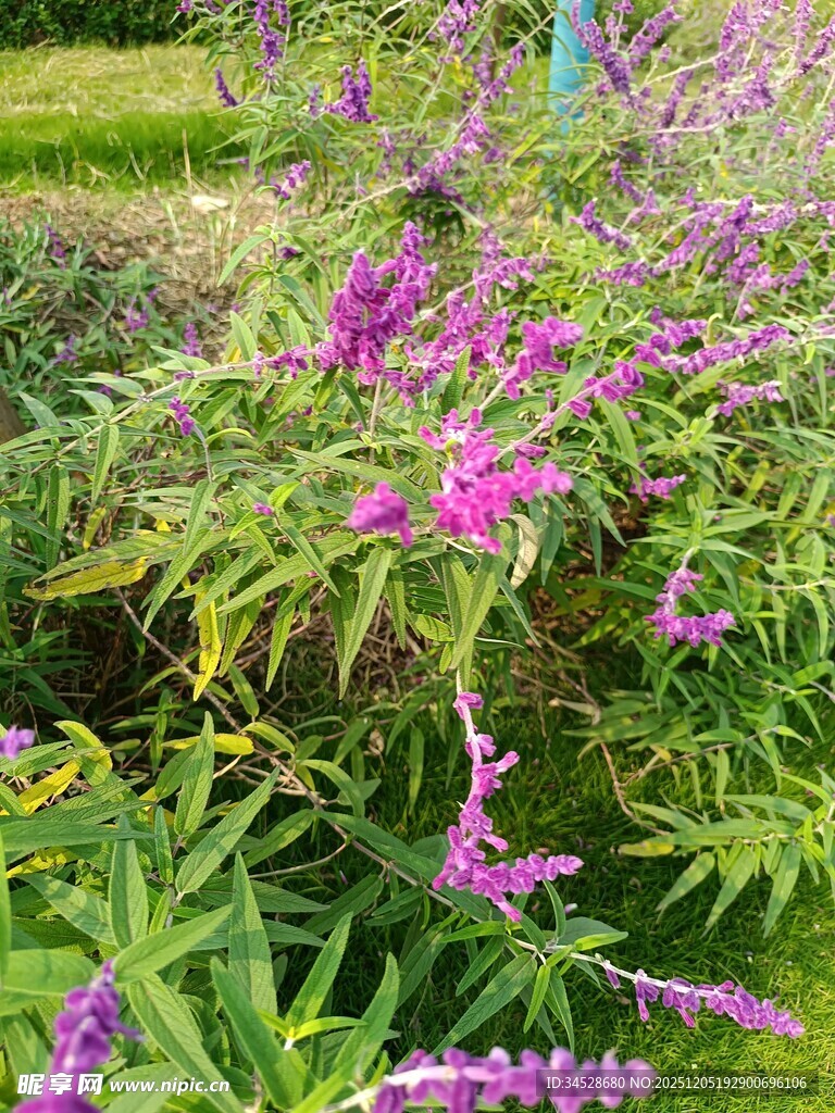 紫色花卉绽放于绿植间