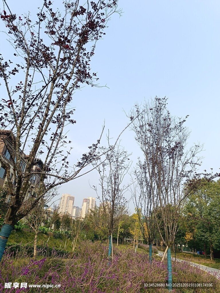 户外秋日树林风景