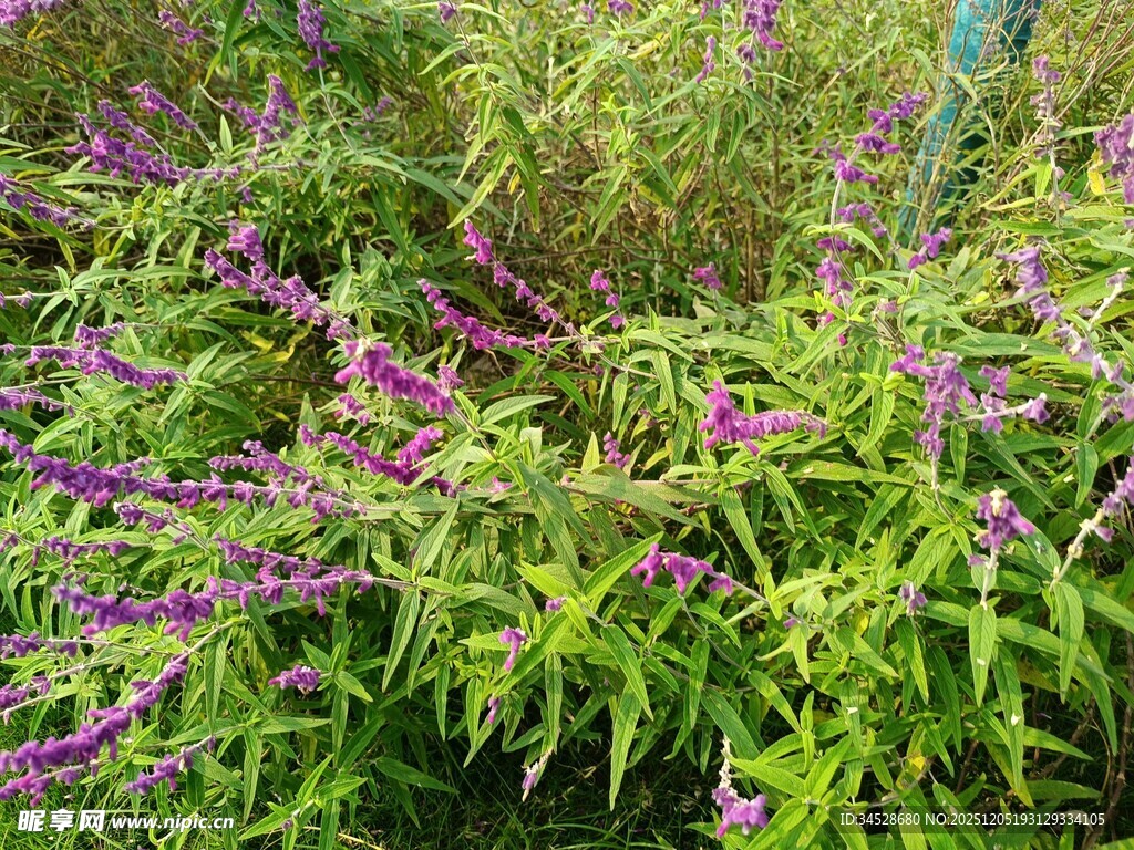 紫色花卉与绿叶的自然景致