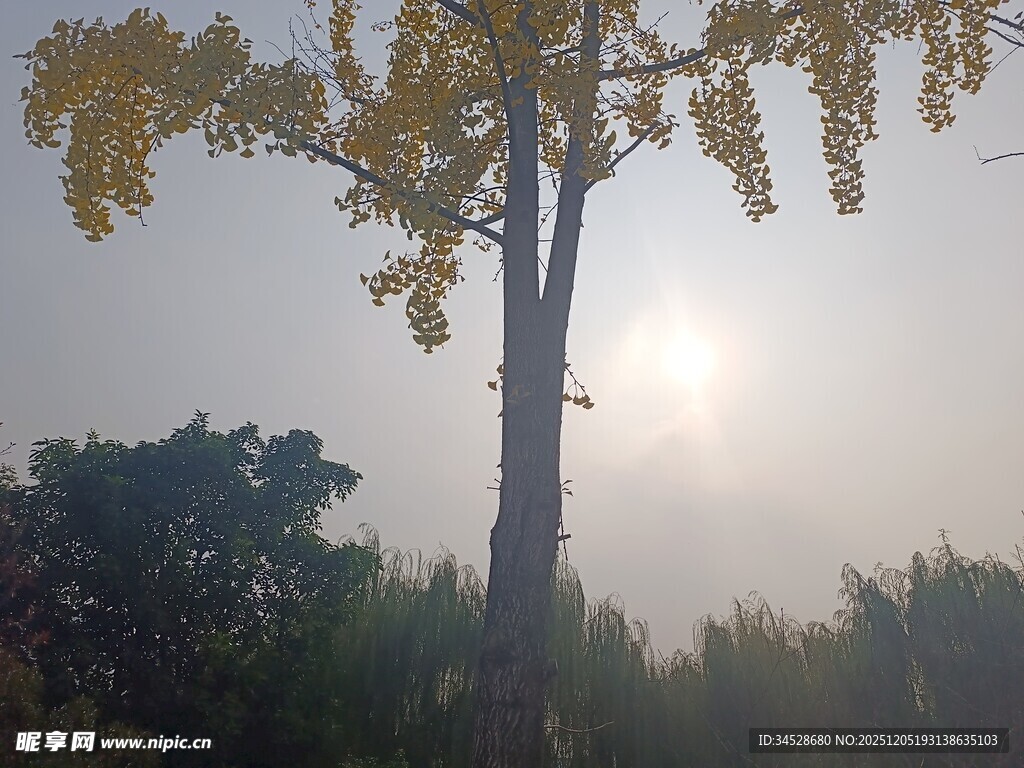 阳光下的挺拔树木