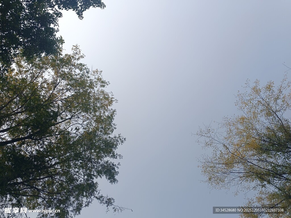 仰视绿树蓝天景致