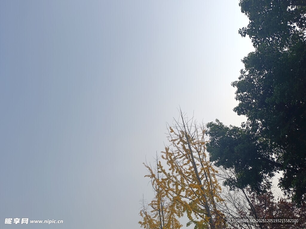 秋日树梢与晴朗天空