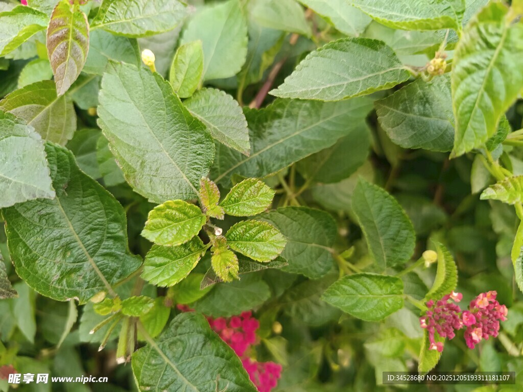 绿叶间点缀的娇艳红花