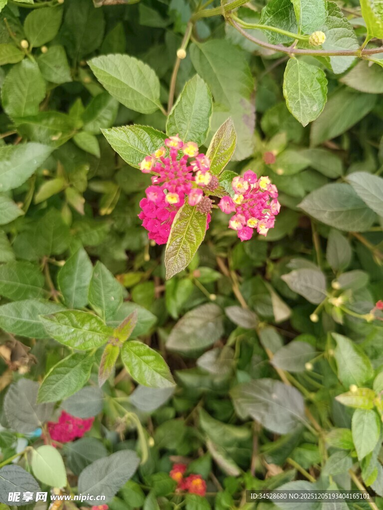 娇艳绽放的多彩花卉