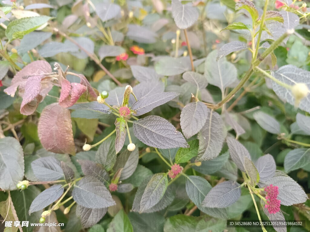 多彩叶片植物特写