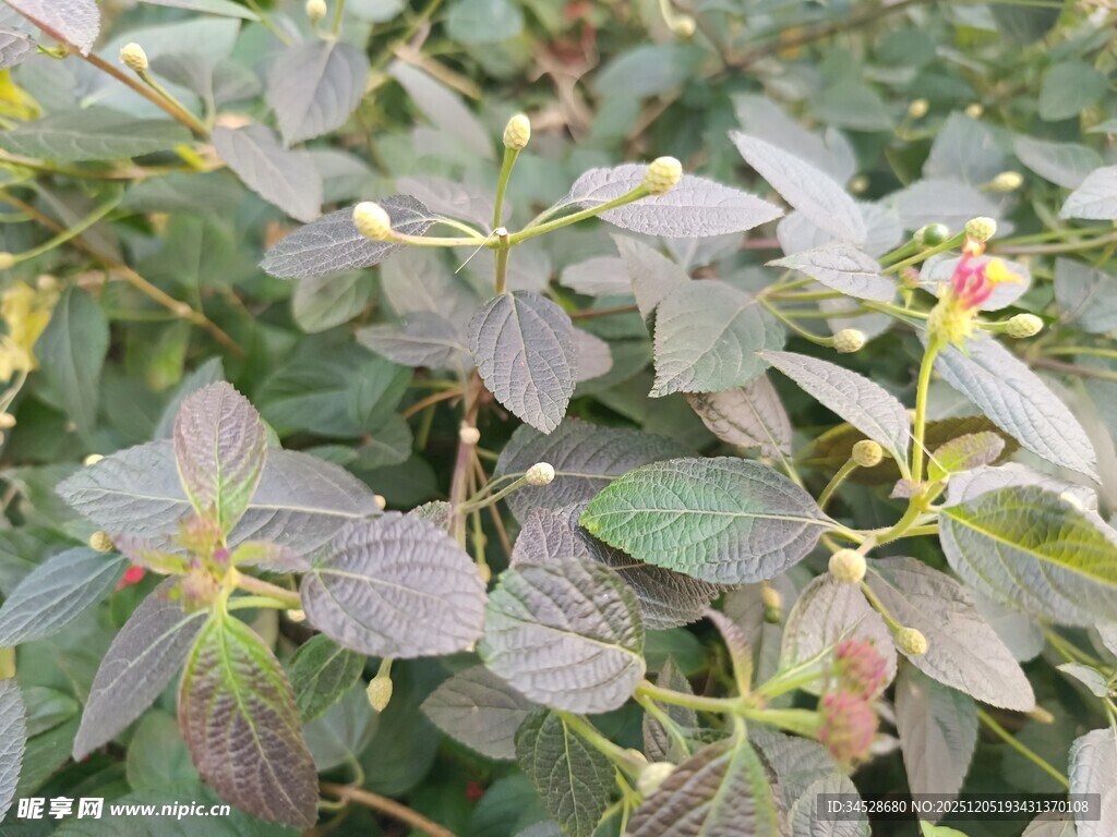 绿叶丛中的多彩植物