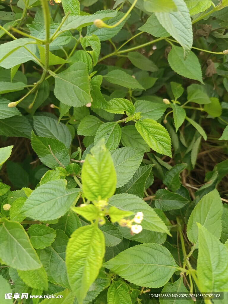 绿叶丛中的小白花