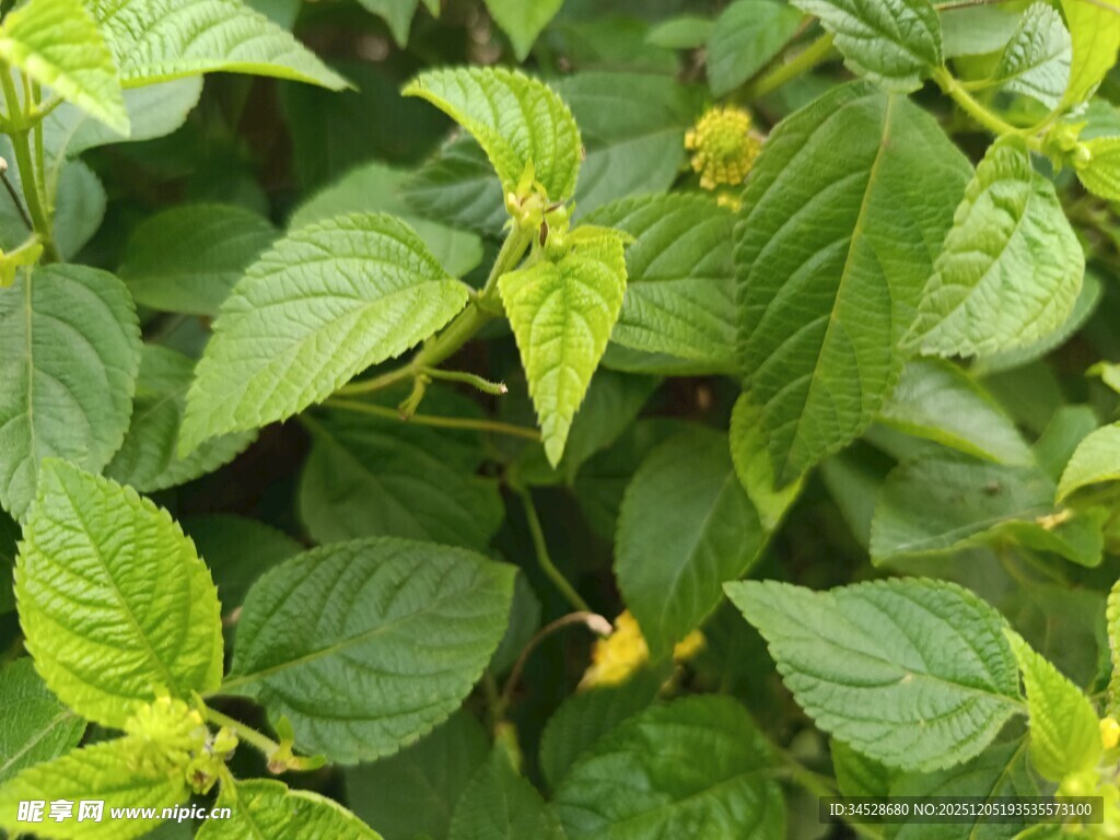 绿叶间的清新植物景象