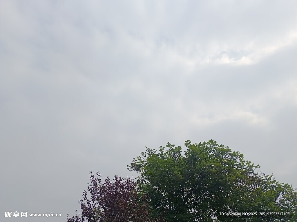 天空下的绿树与紫叶植物