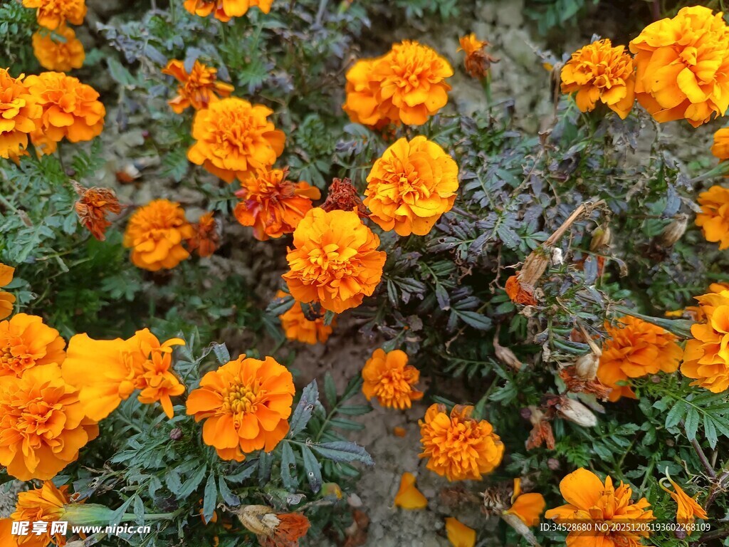 橙色万寿菊绽放美景