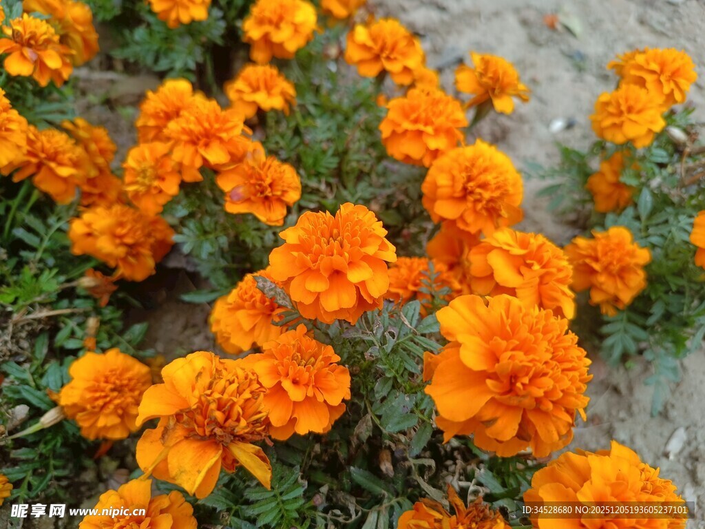 橙色万寿菊绽放的美景