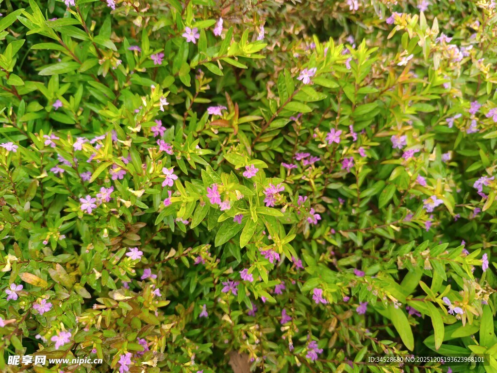 繁茂花丛中的紫色小花