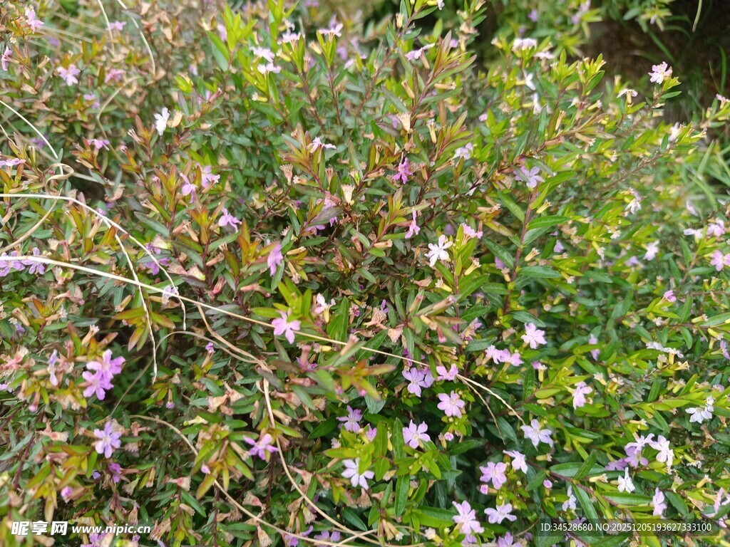 繁茂花丛中的紫色小花