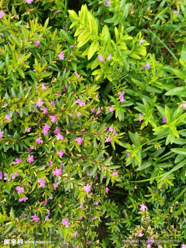 繁茂绿植中的粉花景致