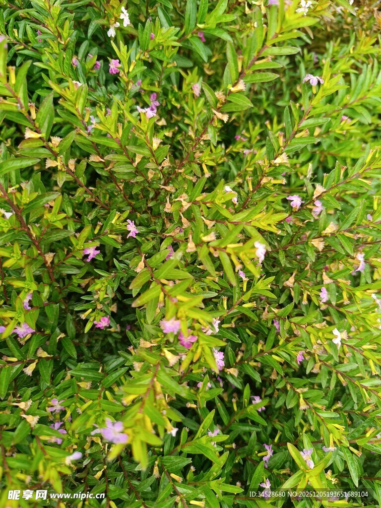 绿叶丛中的粉嫩小花